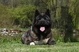 AKITA AMERICAIN 479